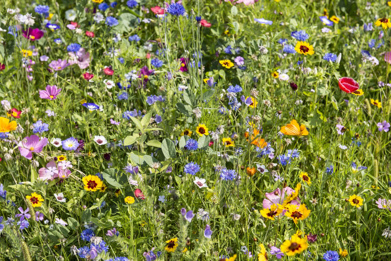 Working together to protect the future of the UK’s wildlife