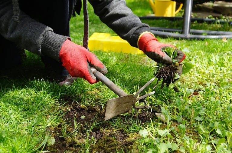 Why You Should Think Twice Before Pulling Those Weeds Up…