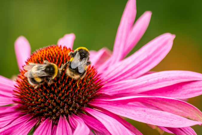 The Queens Of Biodiversity: Conserving The Bee Population